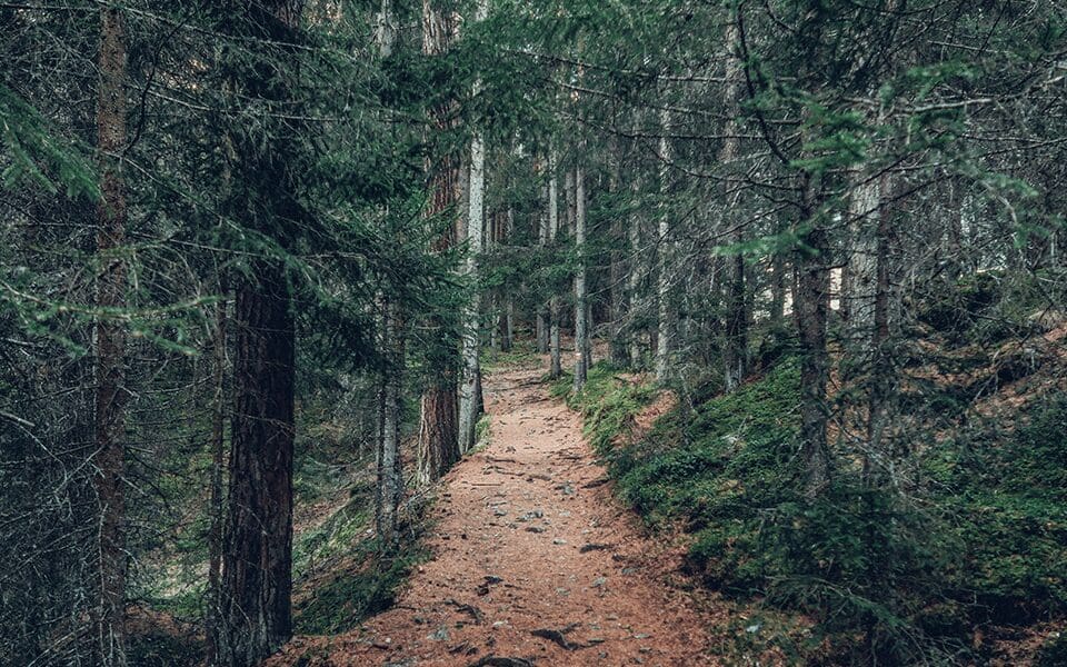 A trail in the woods with trees and bushes