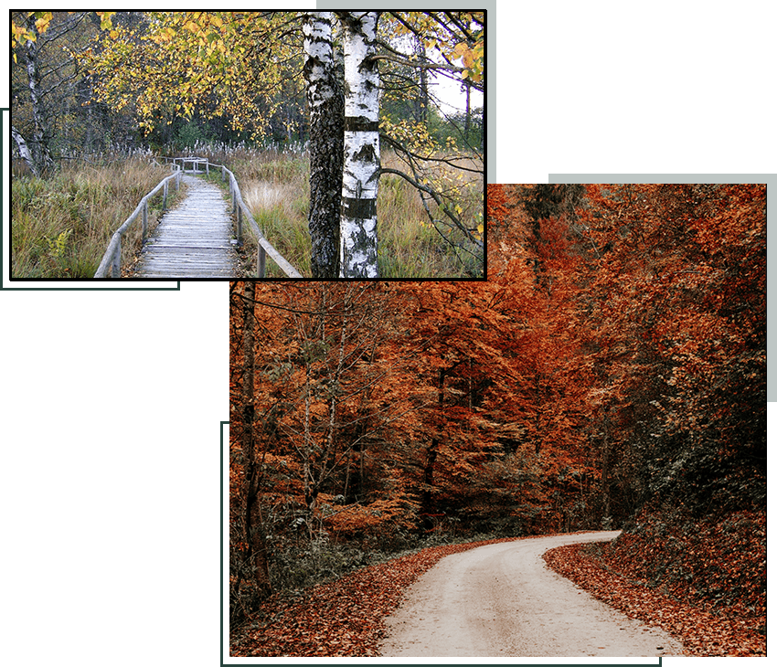 Two pictures of a road with trees and bushes.