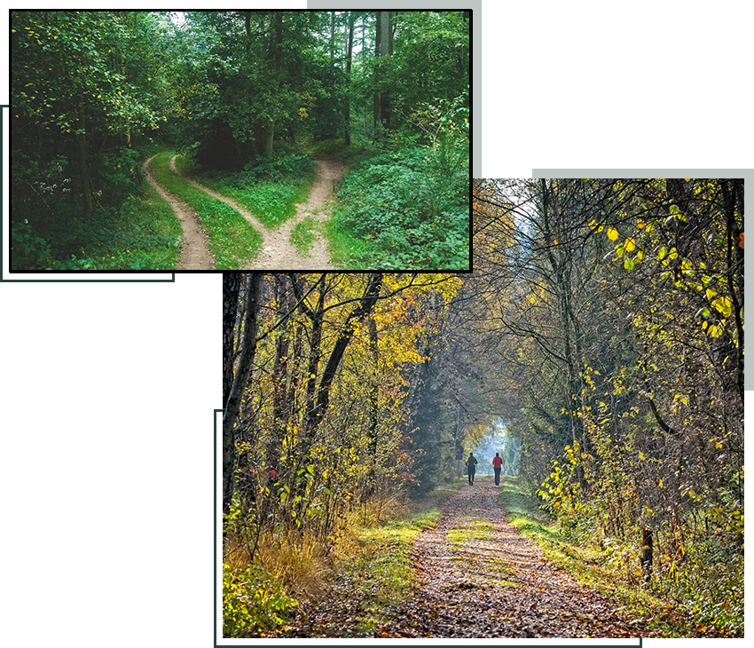 Two pictures of a forest with trees and bushes