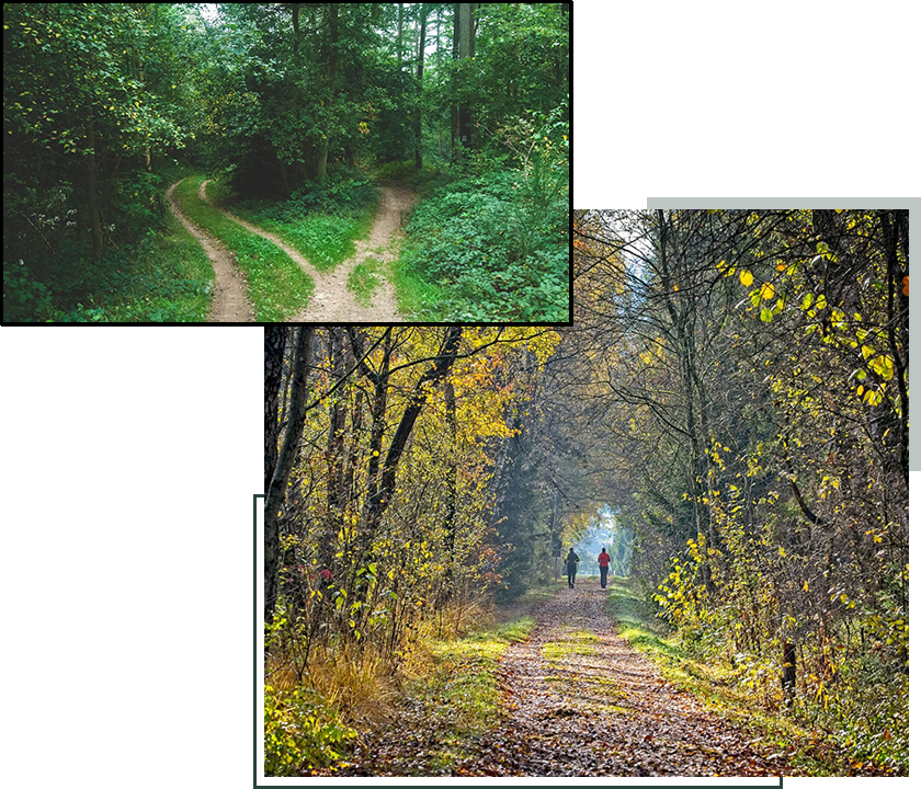 Two pictures of a forest with trees and bushes