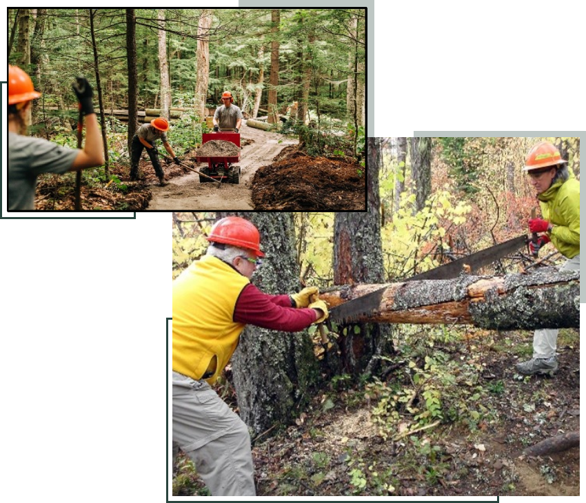 A collage of people cutting trees in the woods.