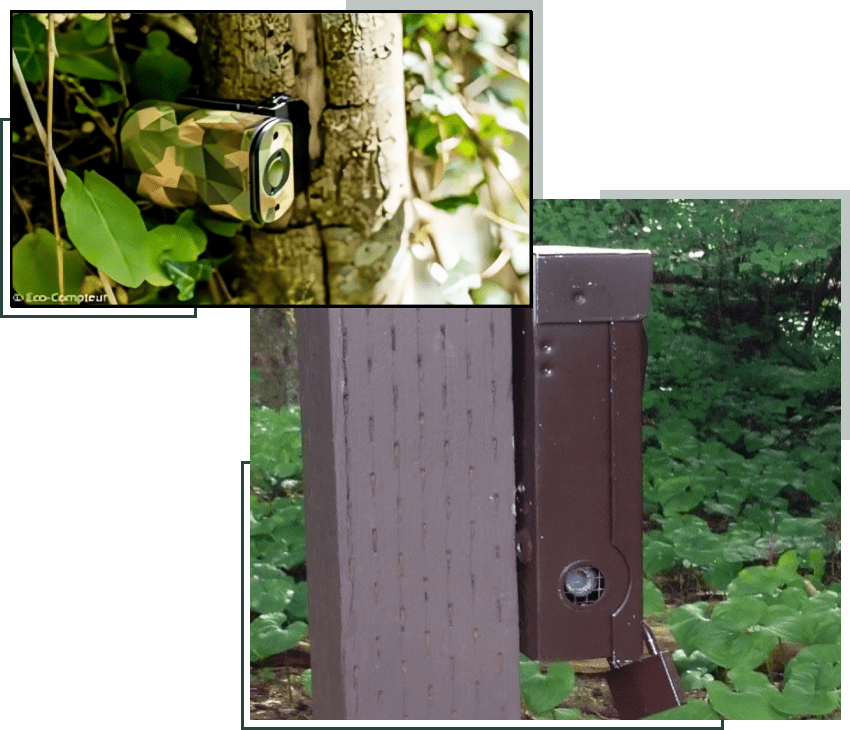 A camera is attached to the side of a tree.