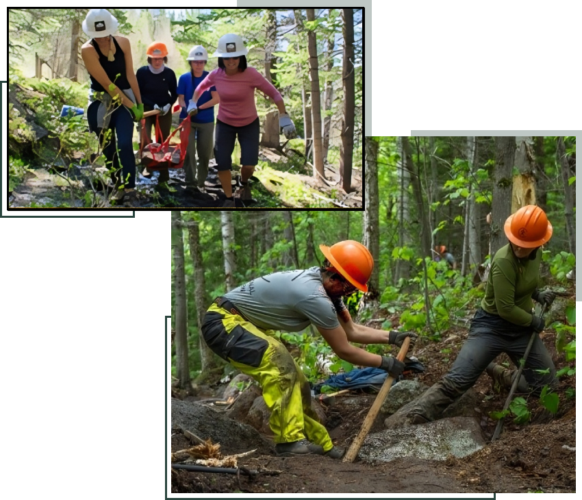 A group of people in the woods working on trees.